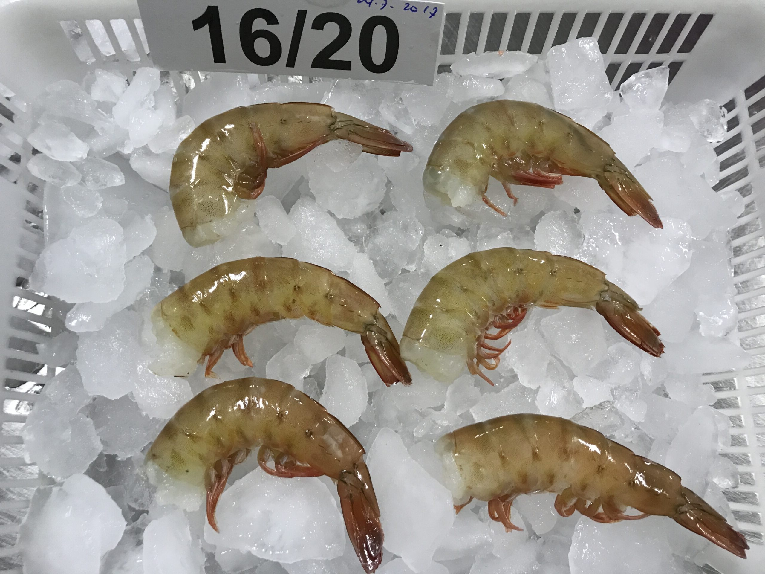 Frozen Headless Shrimps 16/20