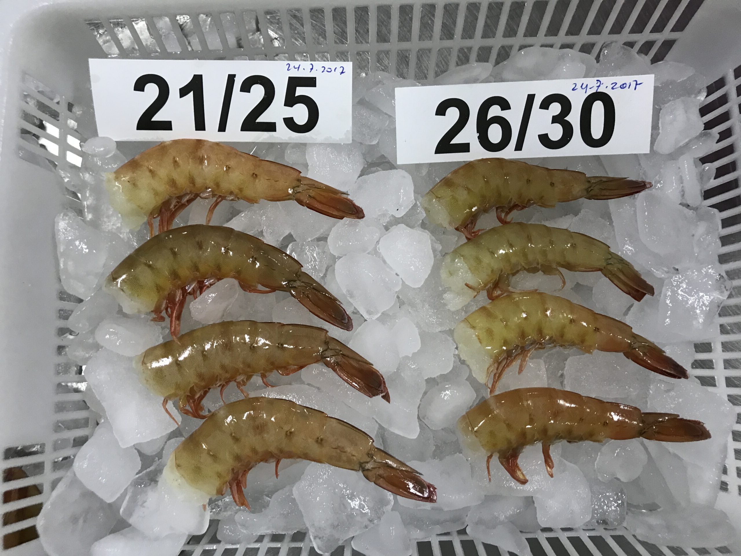 Frozen Headless Shrimps 26/30