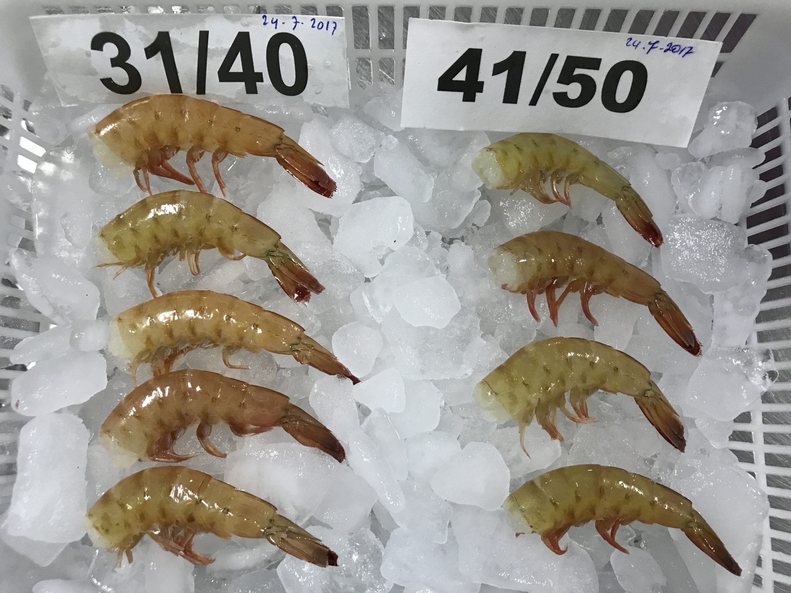 Frozen Headless Shrimps 41/50