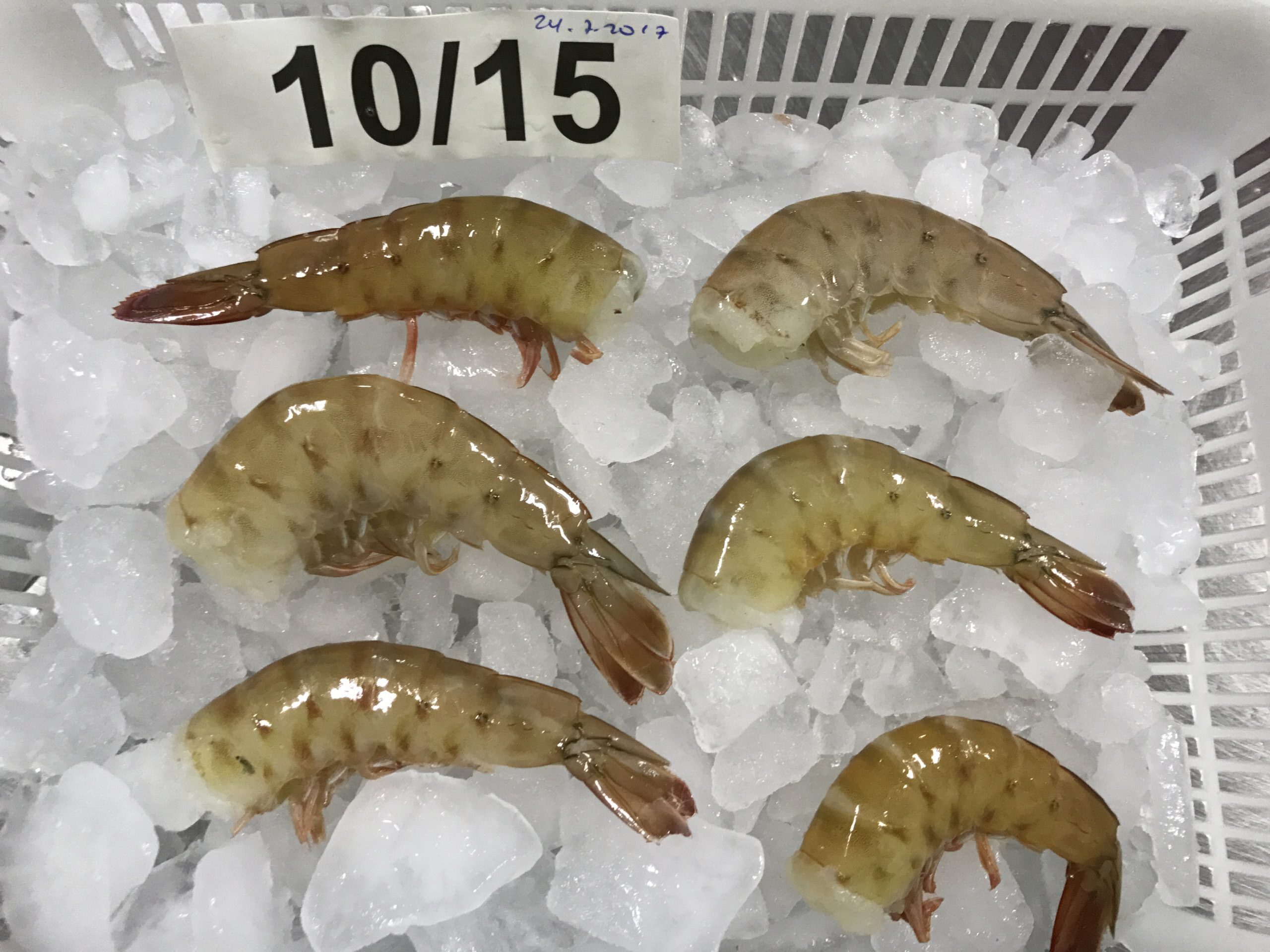 Frozen Headless Shrimps 10/15